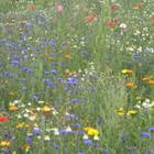 Blomsterblanding