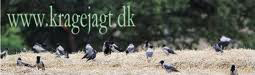 kragejagt
