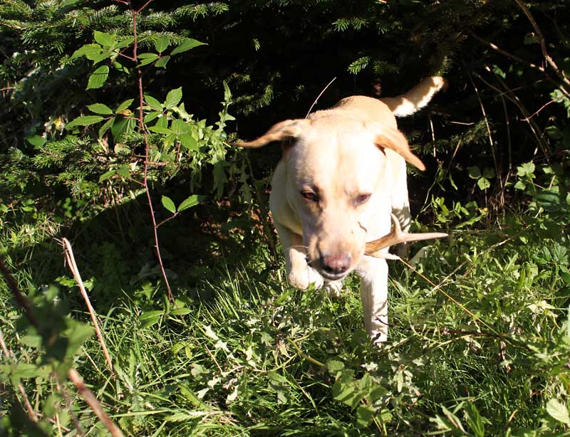 Billede 8 hund kastestænger web