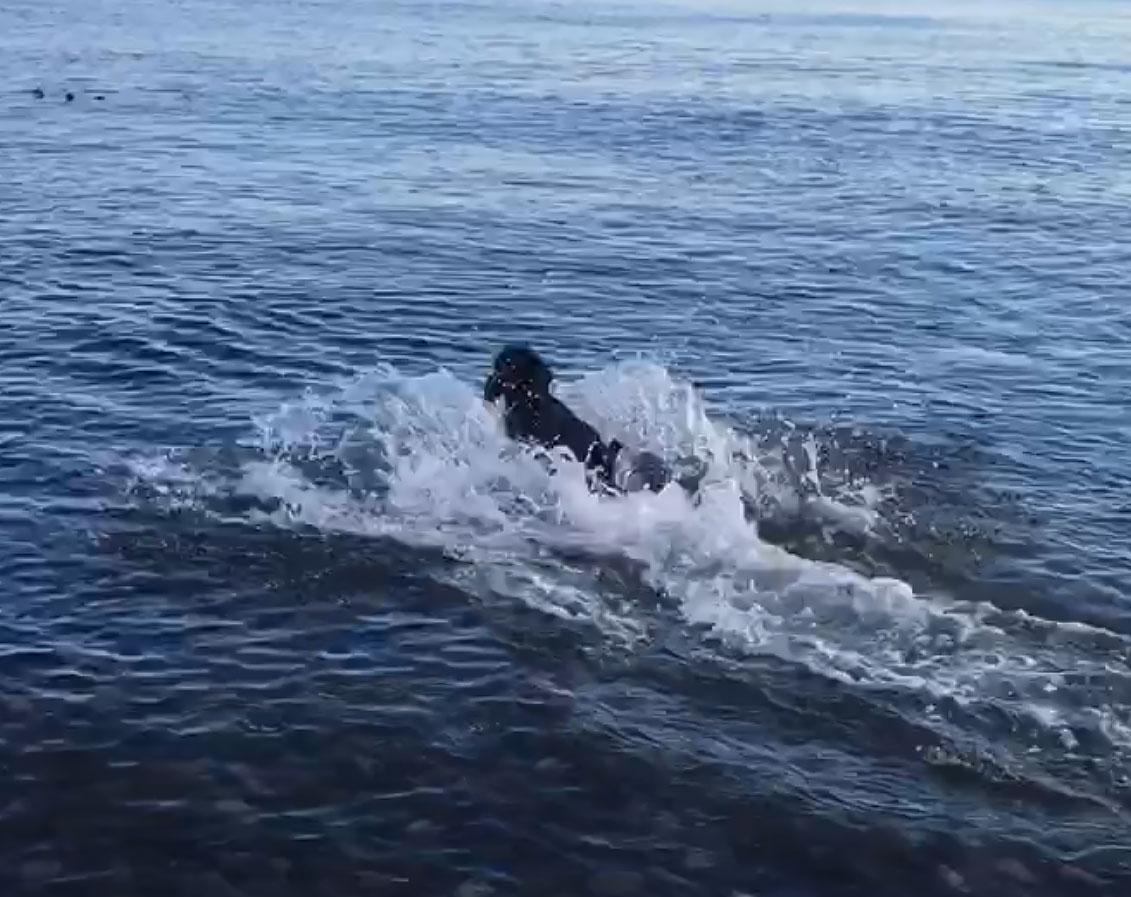 bismark paa stranden