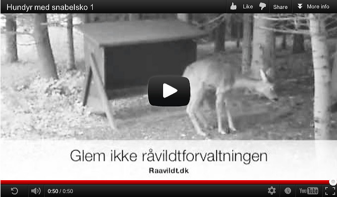 video hundyr snabelsko