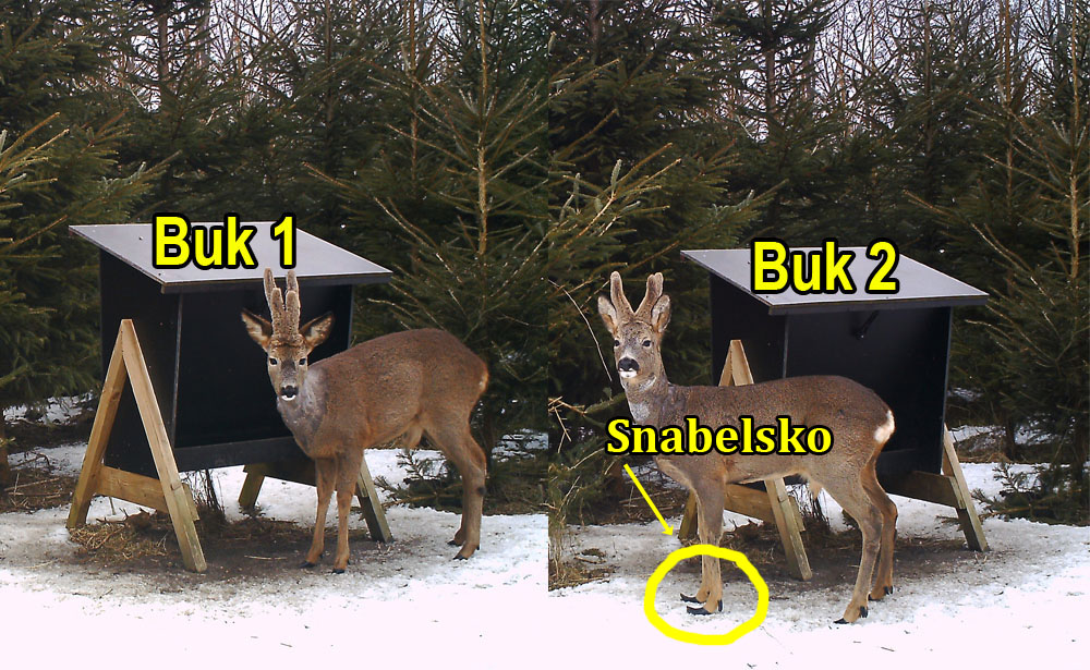 2bukke med snabelsko